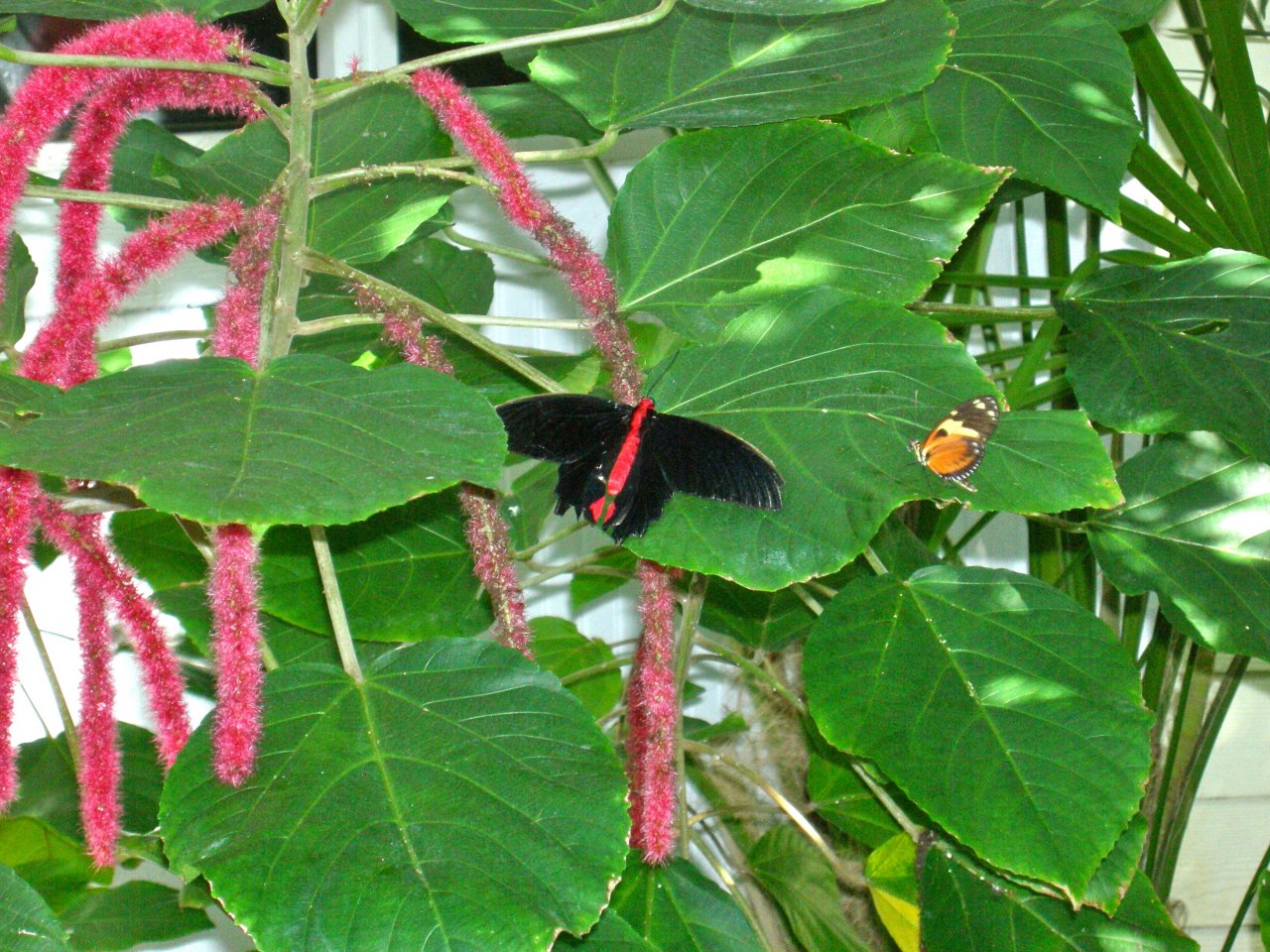 Butterfly Conservatory