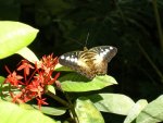 Butterfly Conservatory