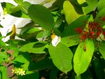 Butterfly Conservatory