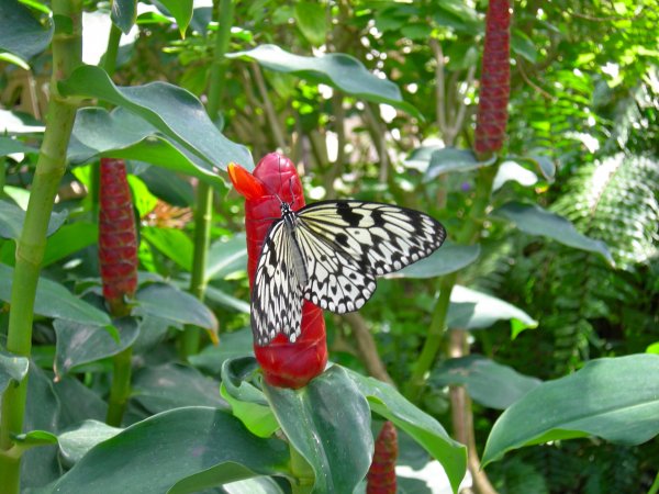 Butterfly Conservatory