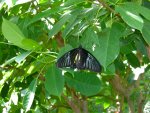 Butterfly Conservatory