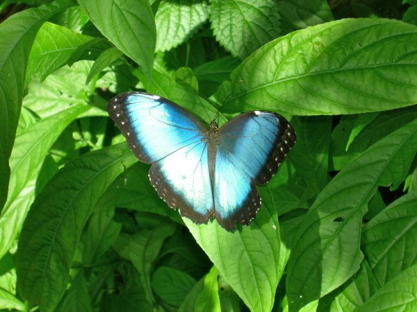 Butterfly Conservatory