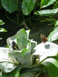 Butterfly Conservatory