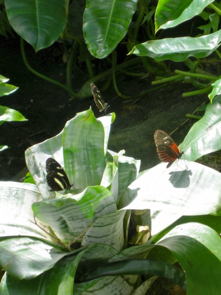 Butterfly Conservatory