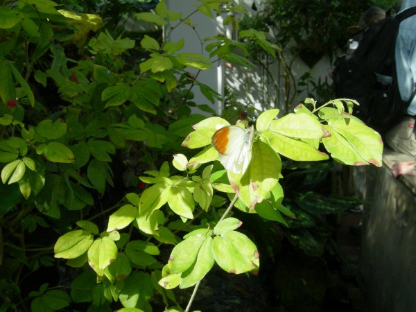 Butterfly Conservatory