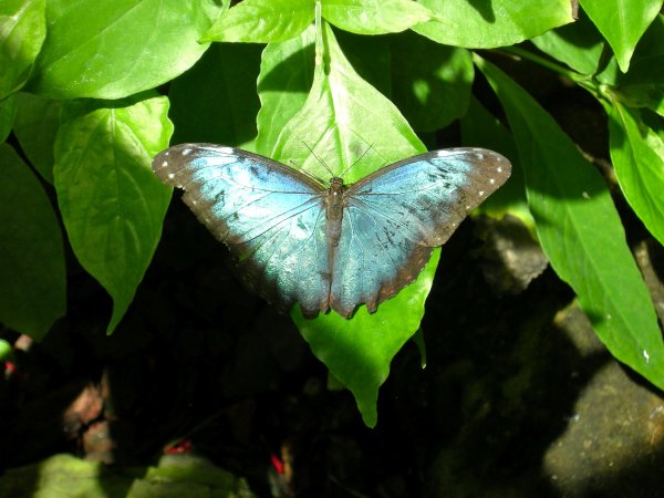 Butterfly Conservatory