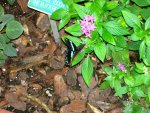Butterfly Conservatory