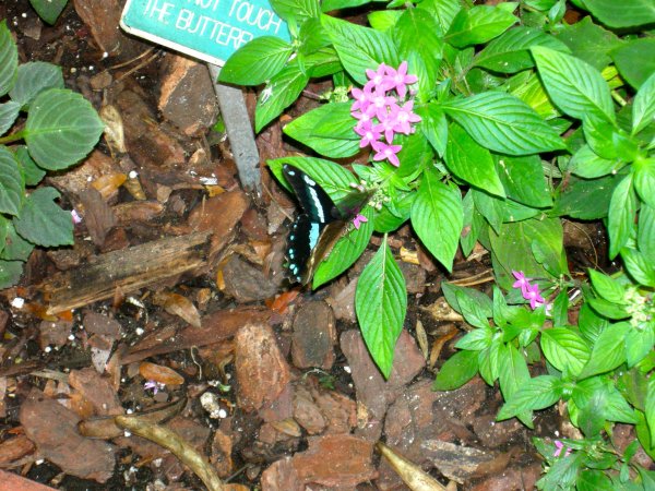 Butterfly Conservatory