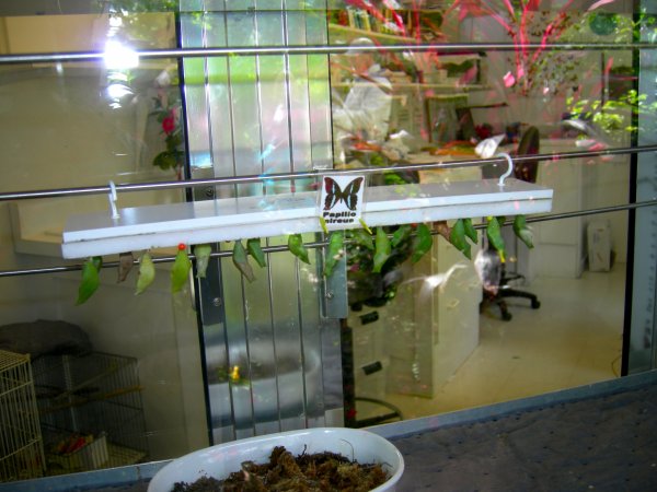 Butterfly Conservatory