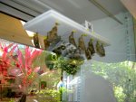 Butterfly Conservatory