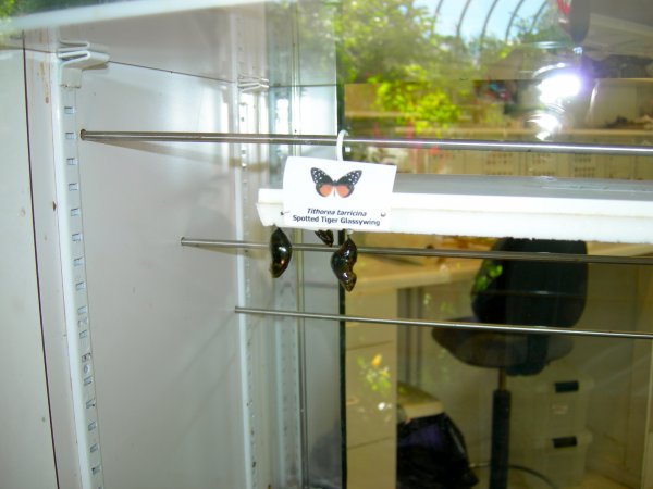Butterfly Conservatory