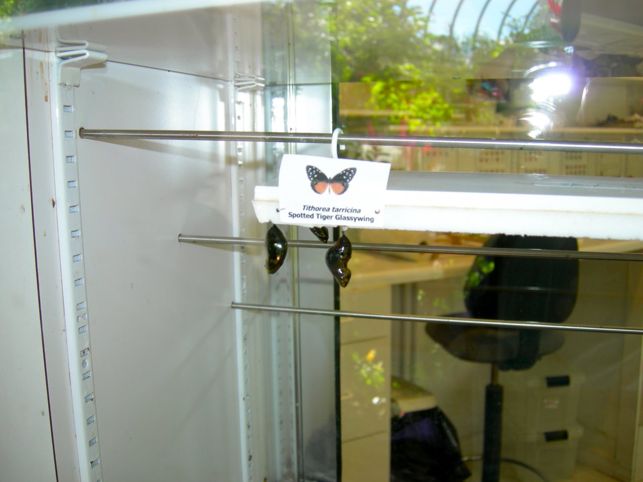 Butterfly Conservatory