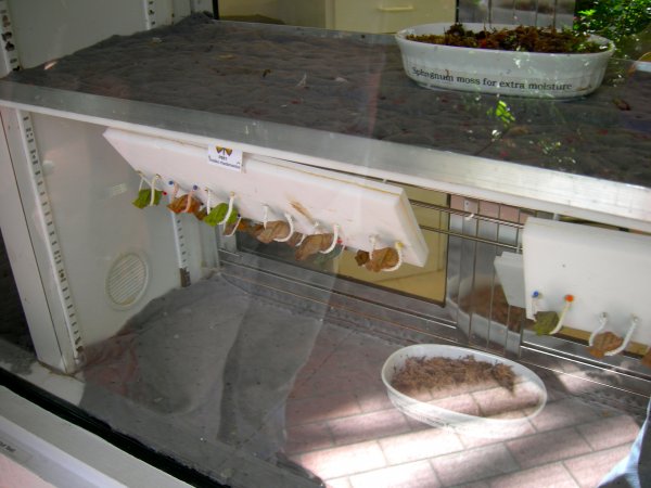 Butterfly Conservatory