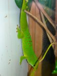 Butterfly Conservatory: Gecko