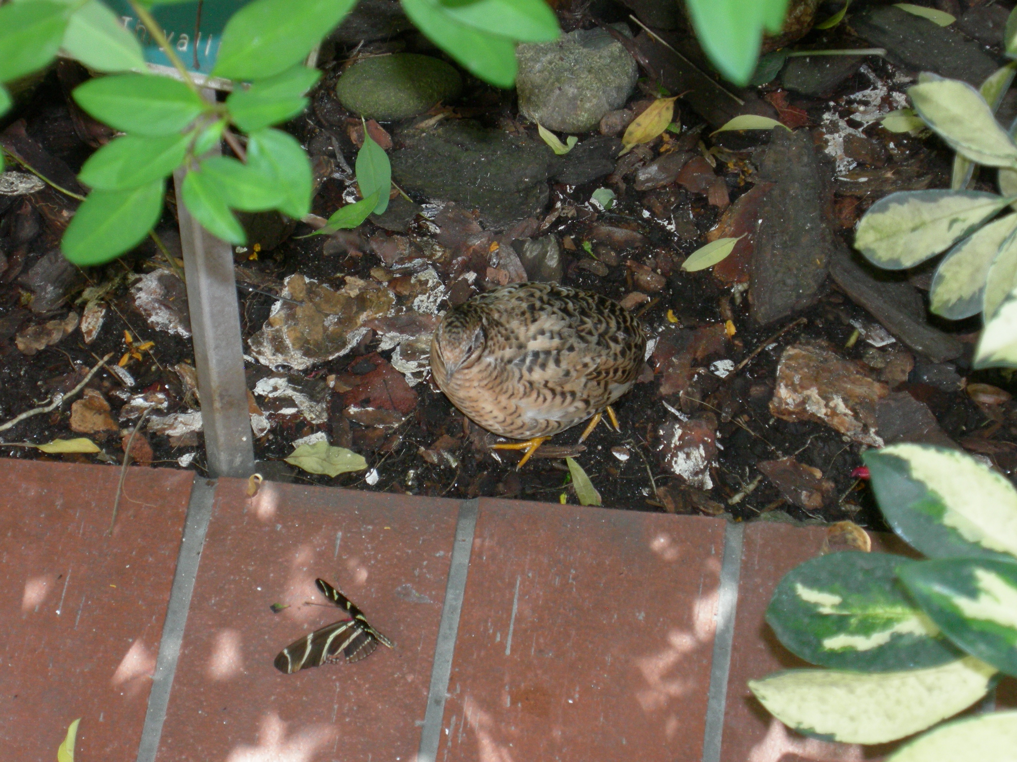 Butterfly Conservatory: More quail.