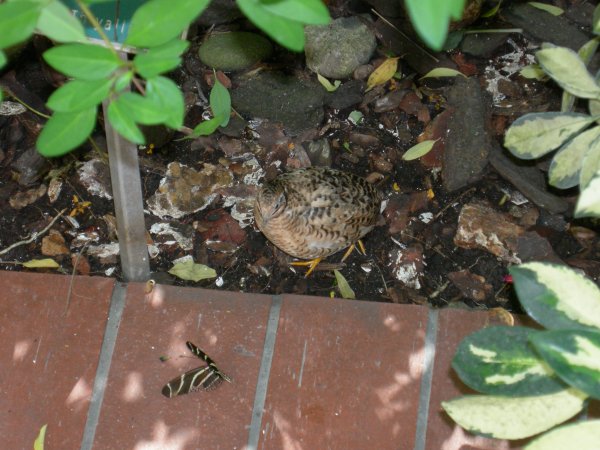 Butterfly Conservatory: More quail.