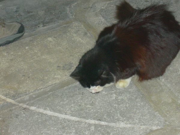 Hemingway Cats