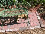 Hemingway Cats