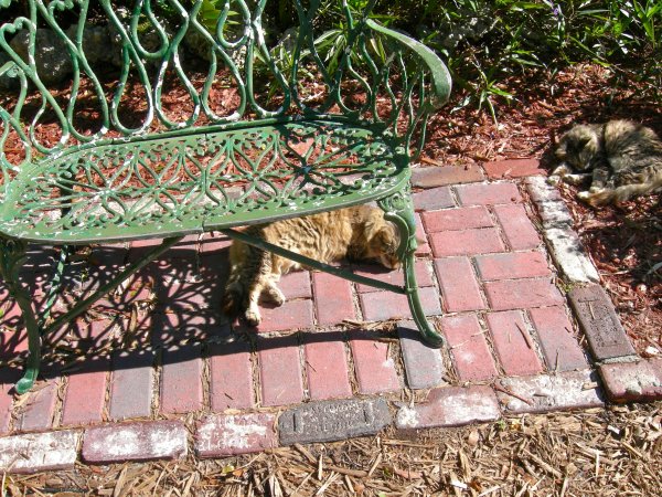 Hemingway Cats