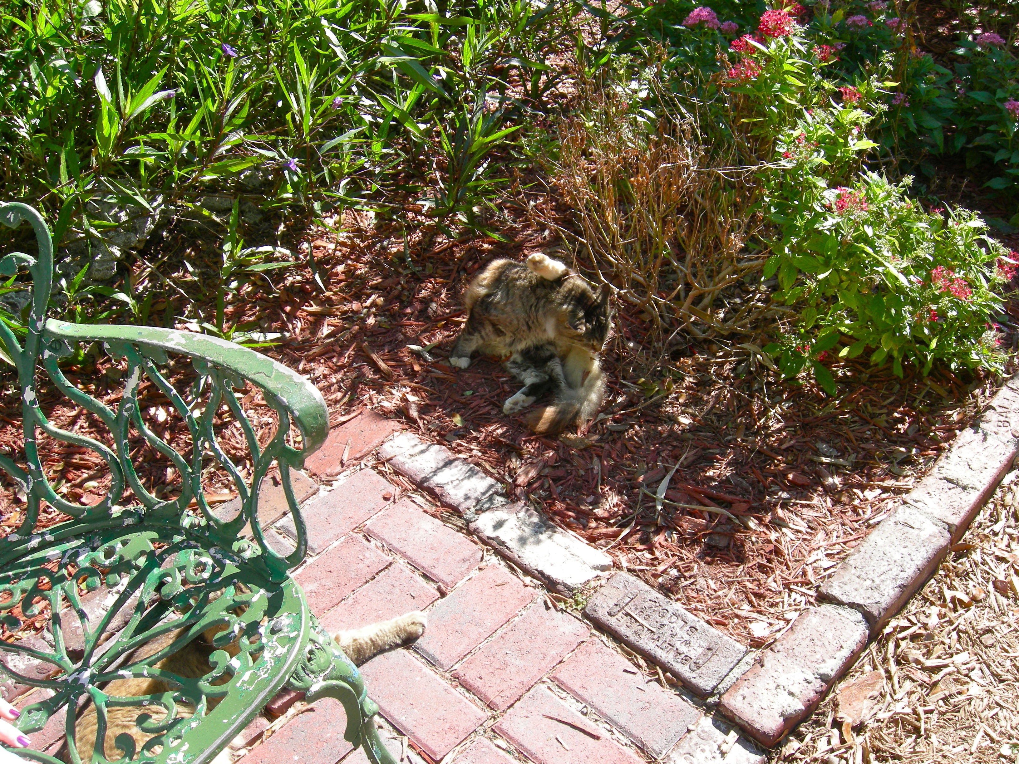 Hemingway Cats
