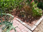 Hemingway Cats
