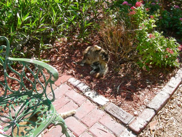 Hemingway Cats