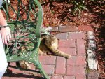 Hemingway Cats