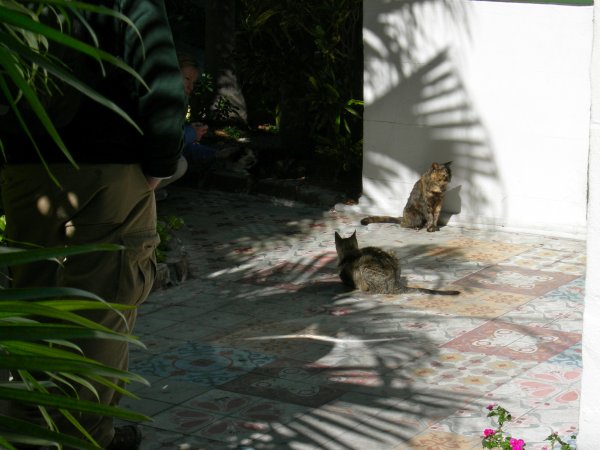 Hemingway Cats