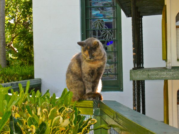 Hemingway Cats