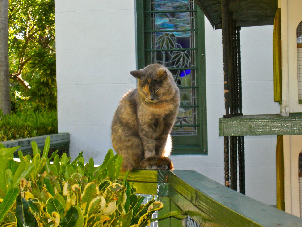 Hemingway Cats