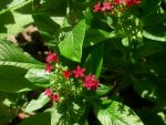 Butterfly Conservatory