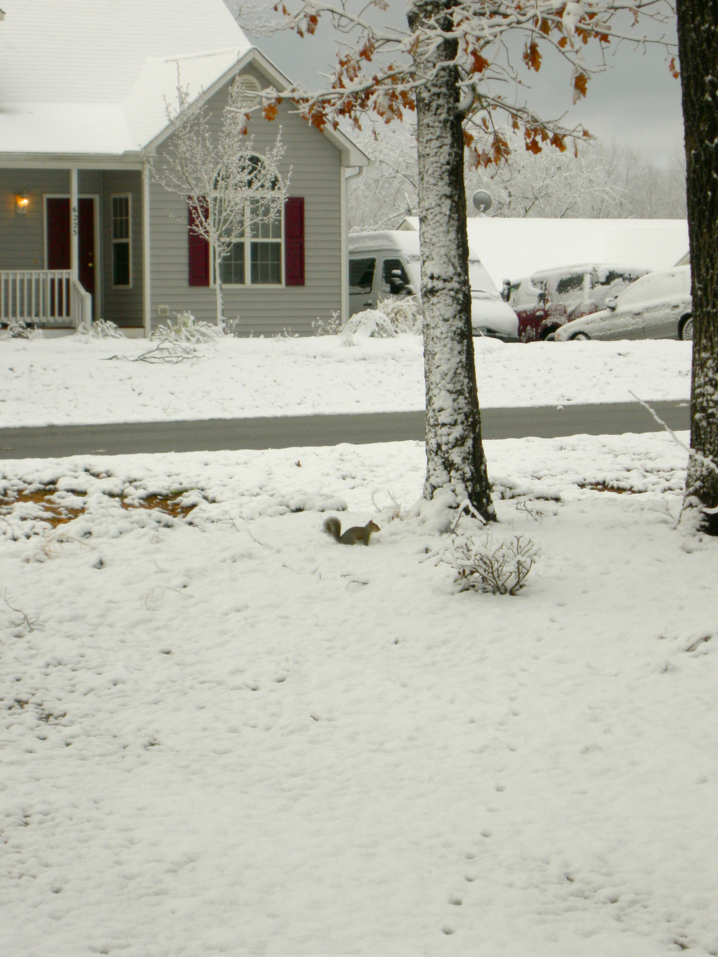 Front Yard