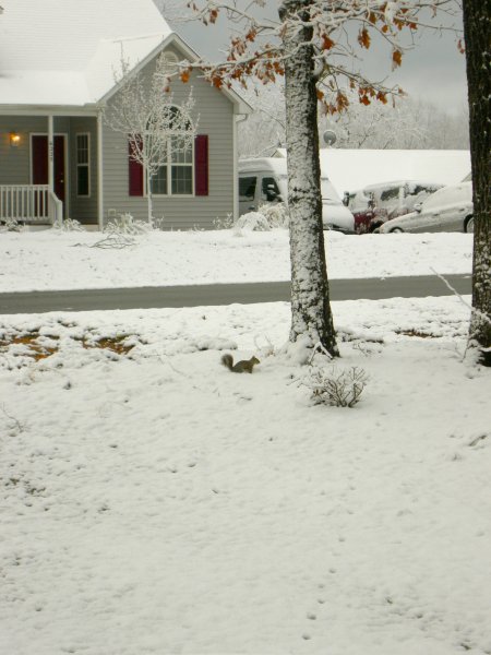 Front Yard