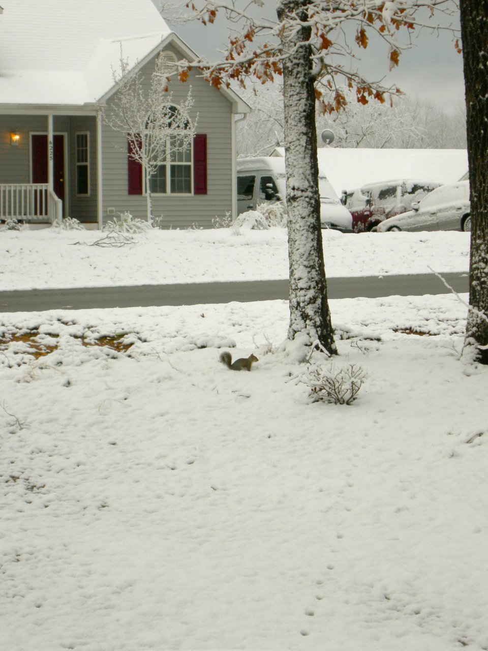 Front Yard