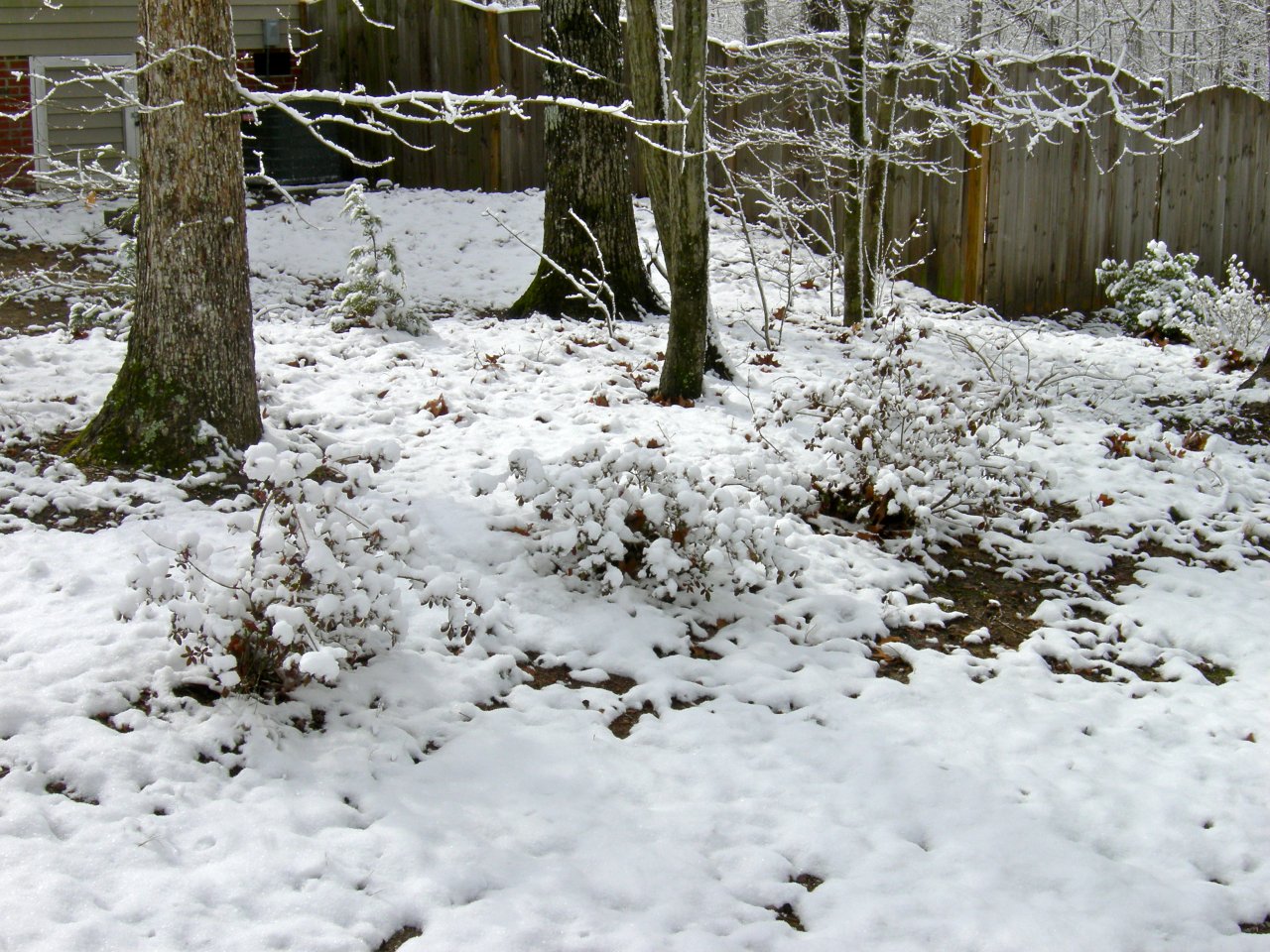 Bushes Coated in Snow