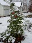 Chamilia Blooming with Snow