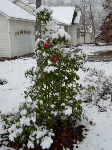 Chamilia Blooming with Snow