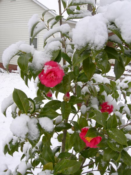 Chamilia Blooming with Snow