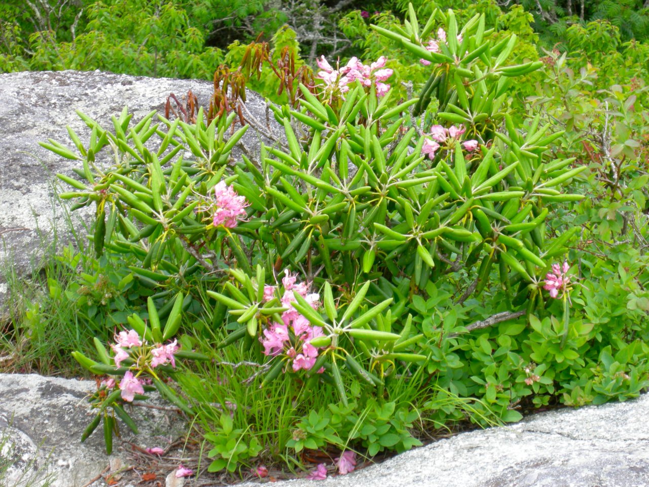 Pretty bush at the top of the mountain.