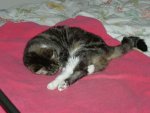 Squeak in shrimp mode: note the paw sticking out between her hind legs