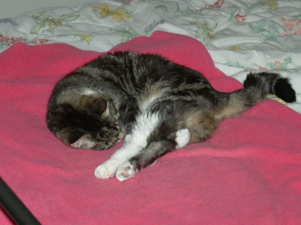 Squeak in shrimp mode: note the paw sticking out between her hind legs