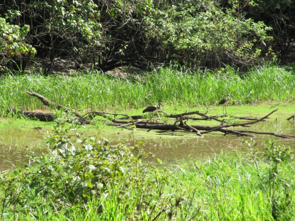 ibis along the river