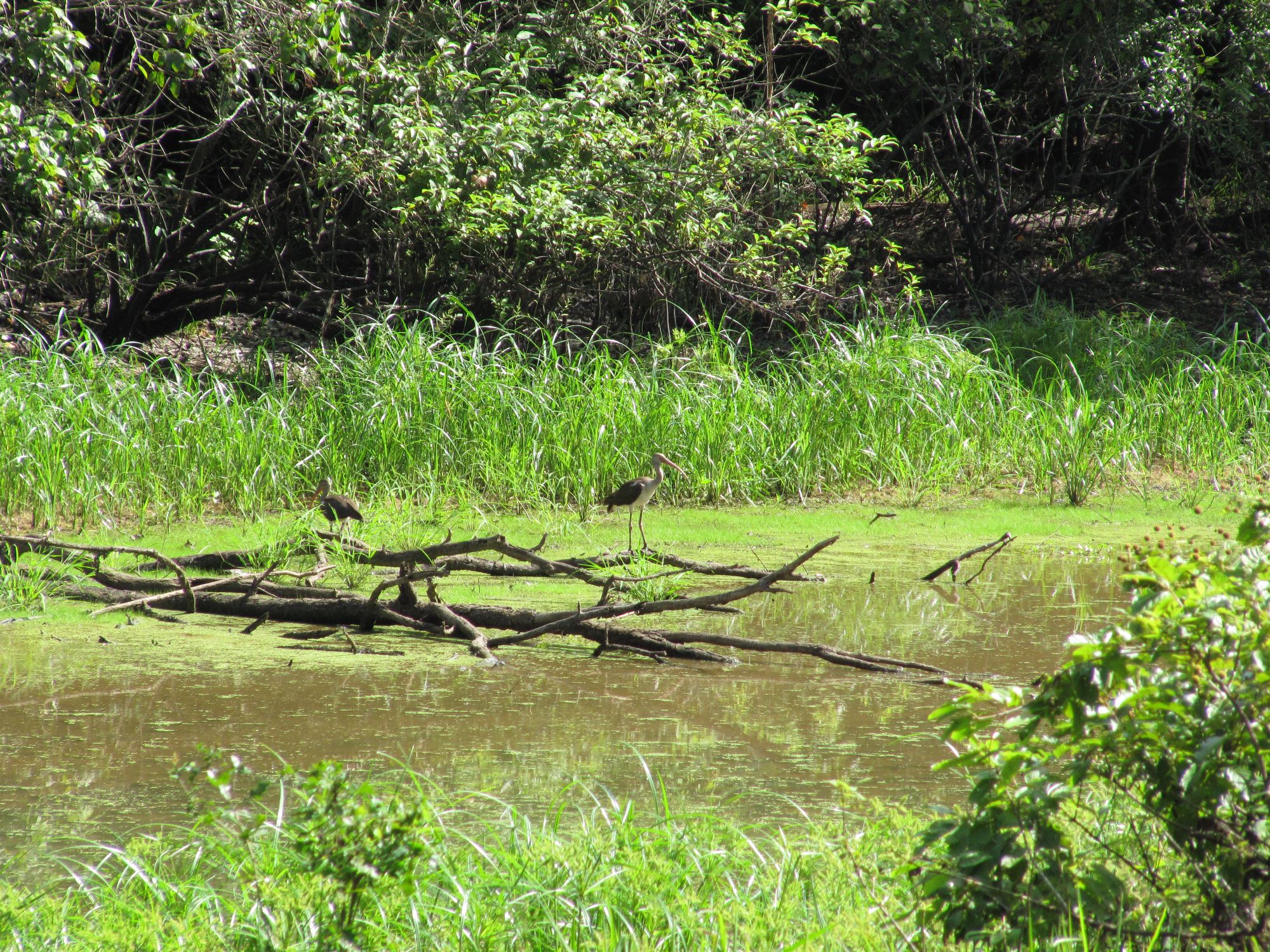 ibis along the river