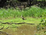 ibis along the river