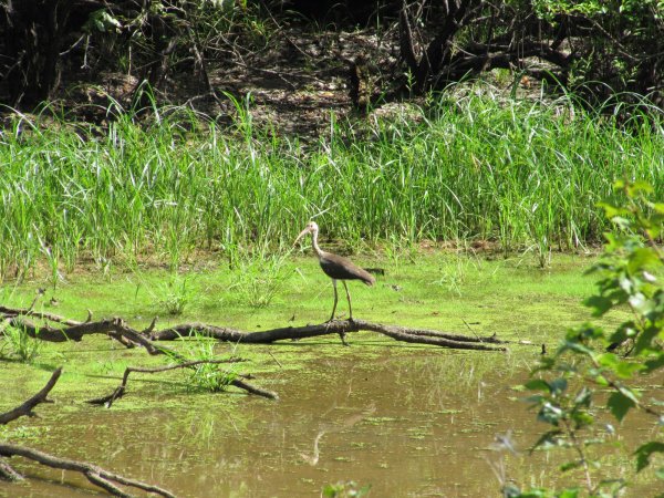 ibis along the river