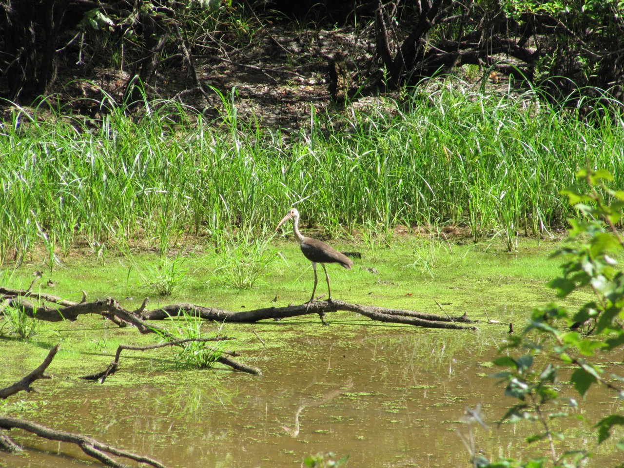 ibis along the river