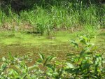 juvenile solitary sandpiper