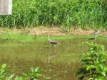 ibis along the river