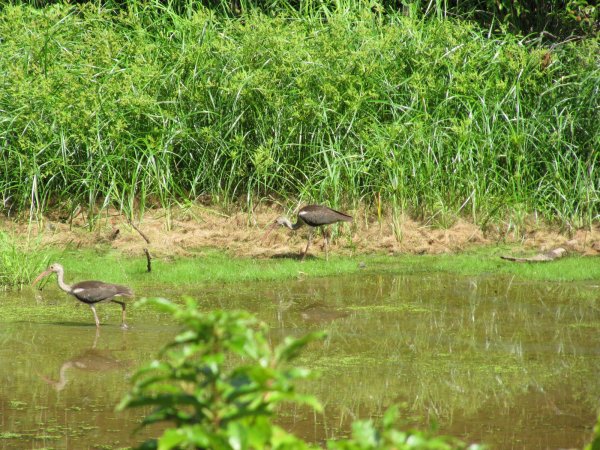 ibis along the river