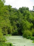 egrets flying over the river
